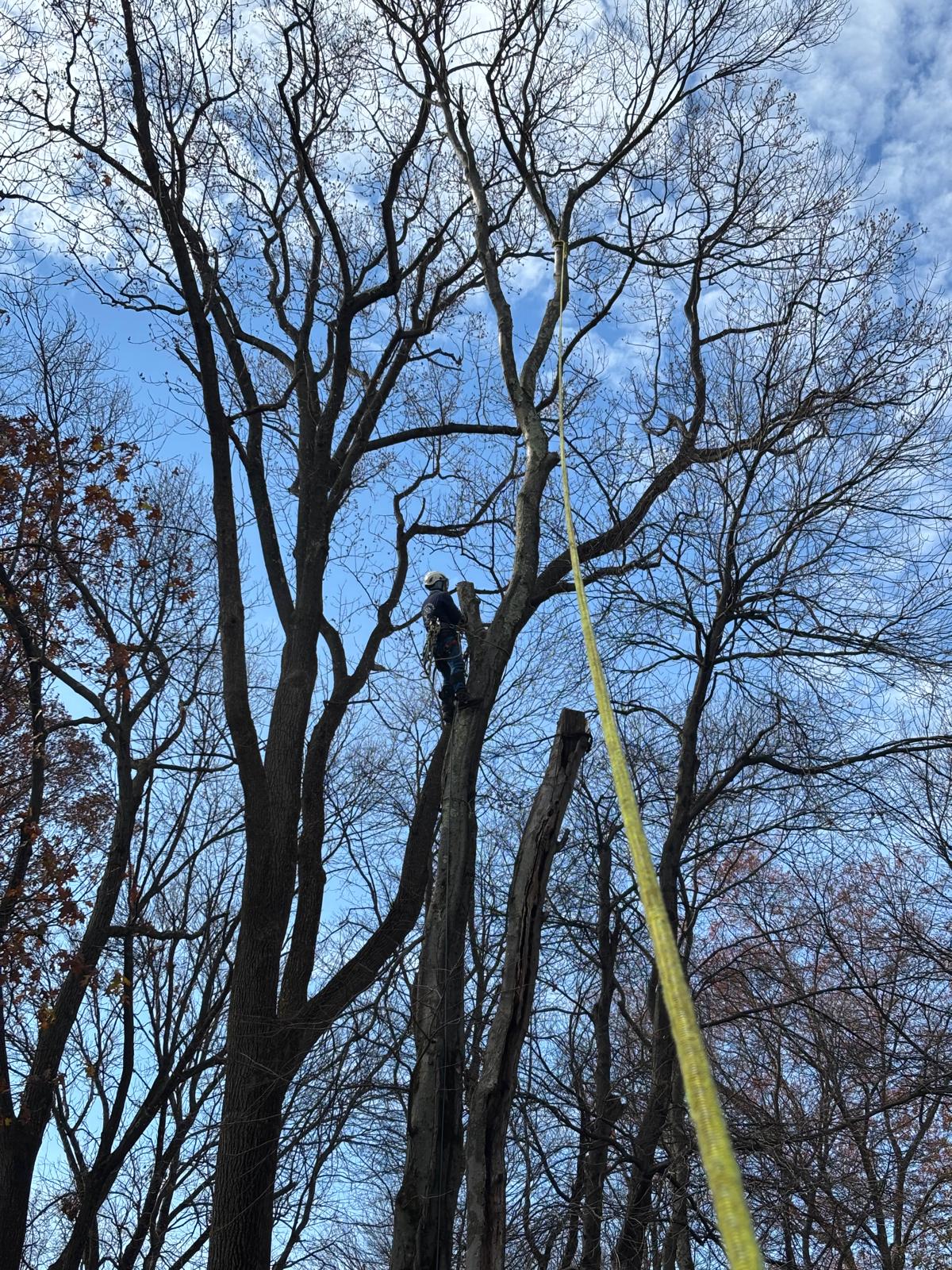 King Tree Service crew on the job in North Jersey