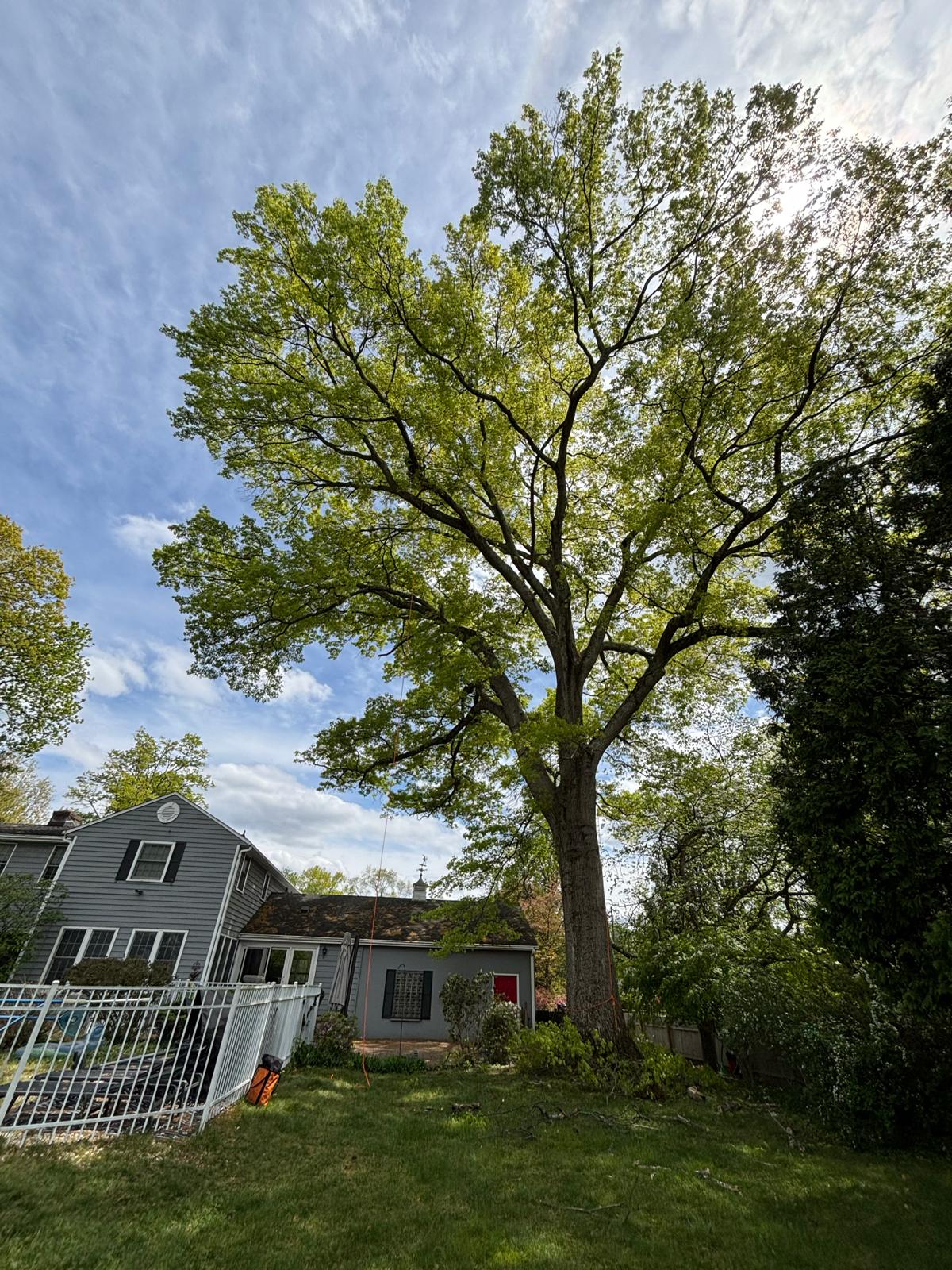 Full green canopy over a property