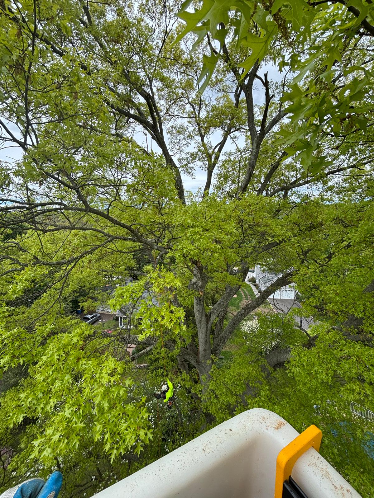 Tree Pruning