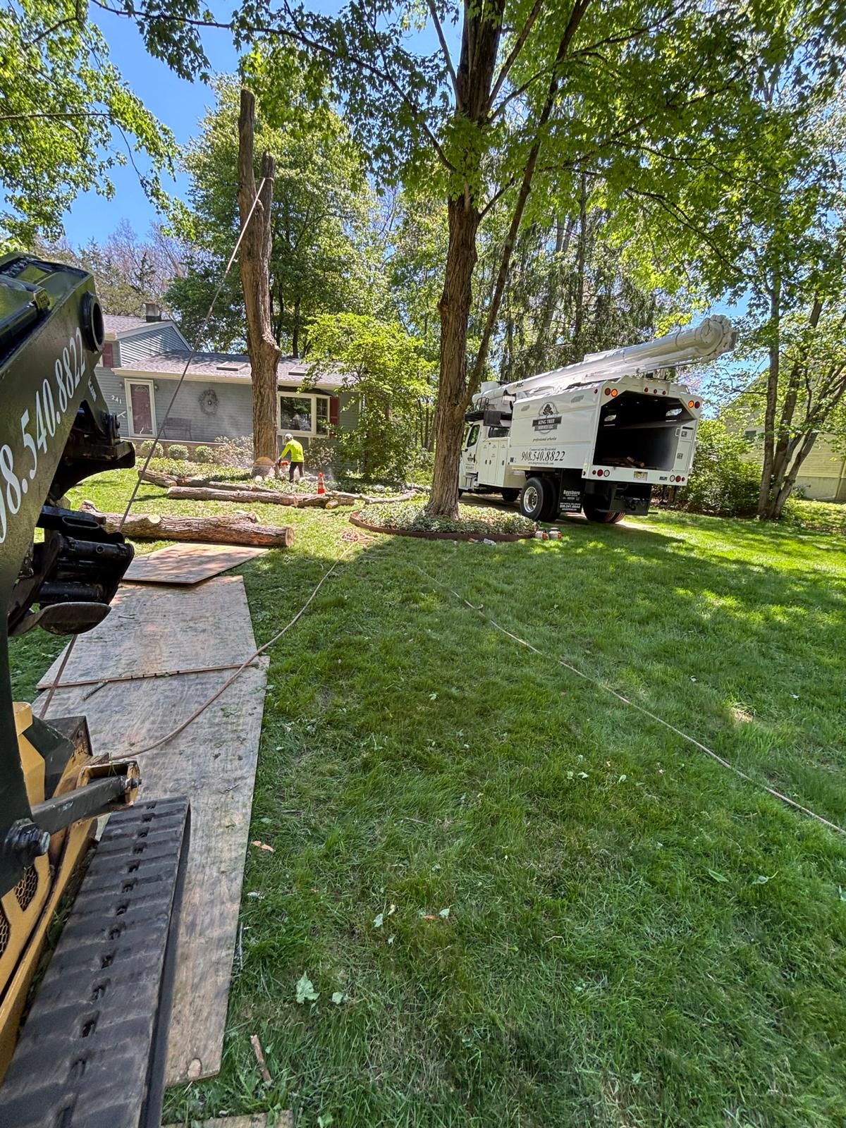 Tree Removal