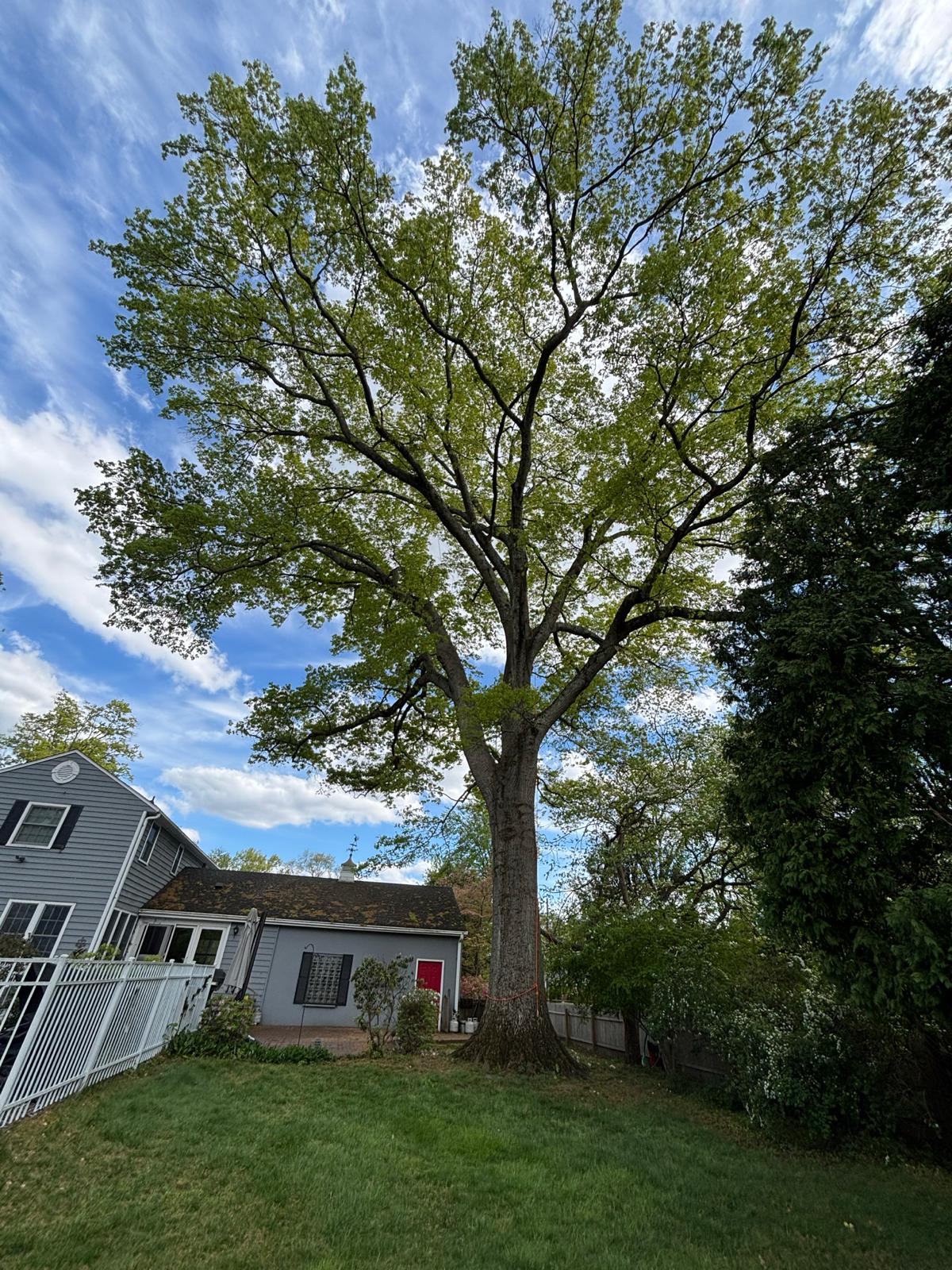 Mature oak pruned in a North Jersey backyard