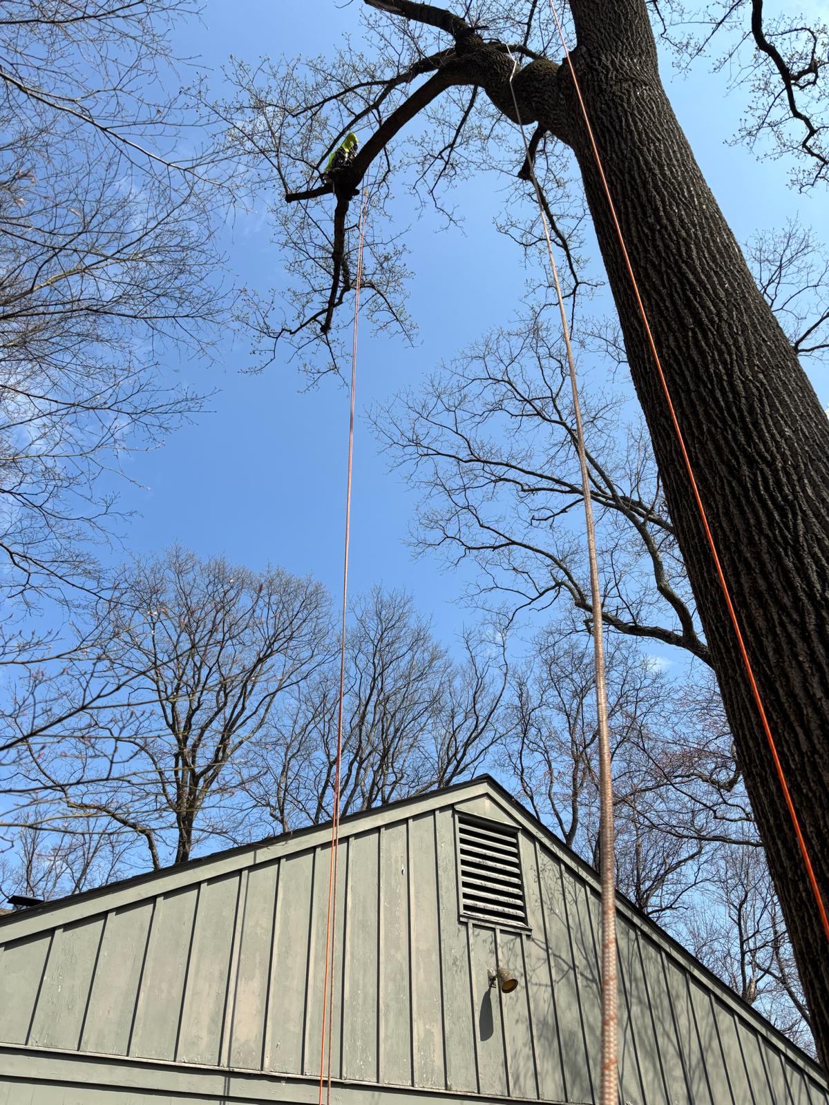 Cabling & Bracing