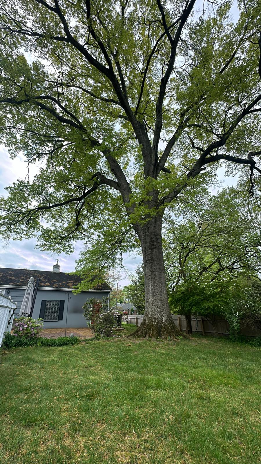Healthy shade tree beside a home