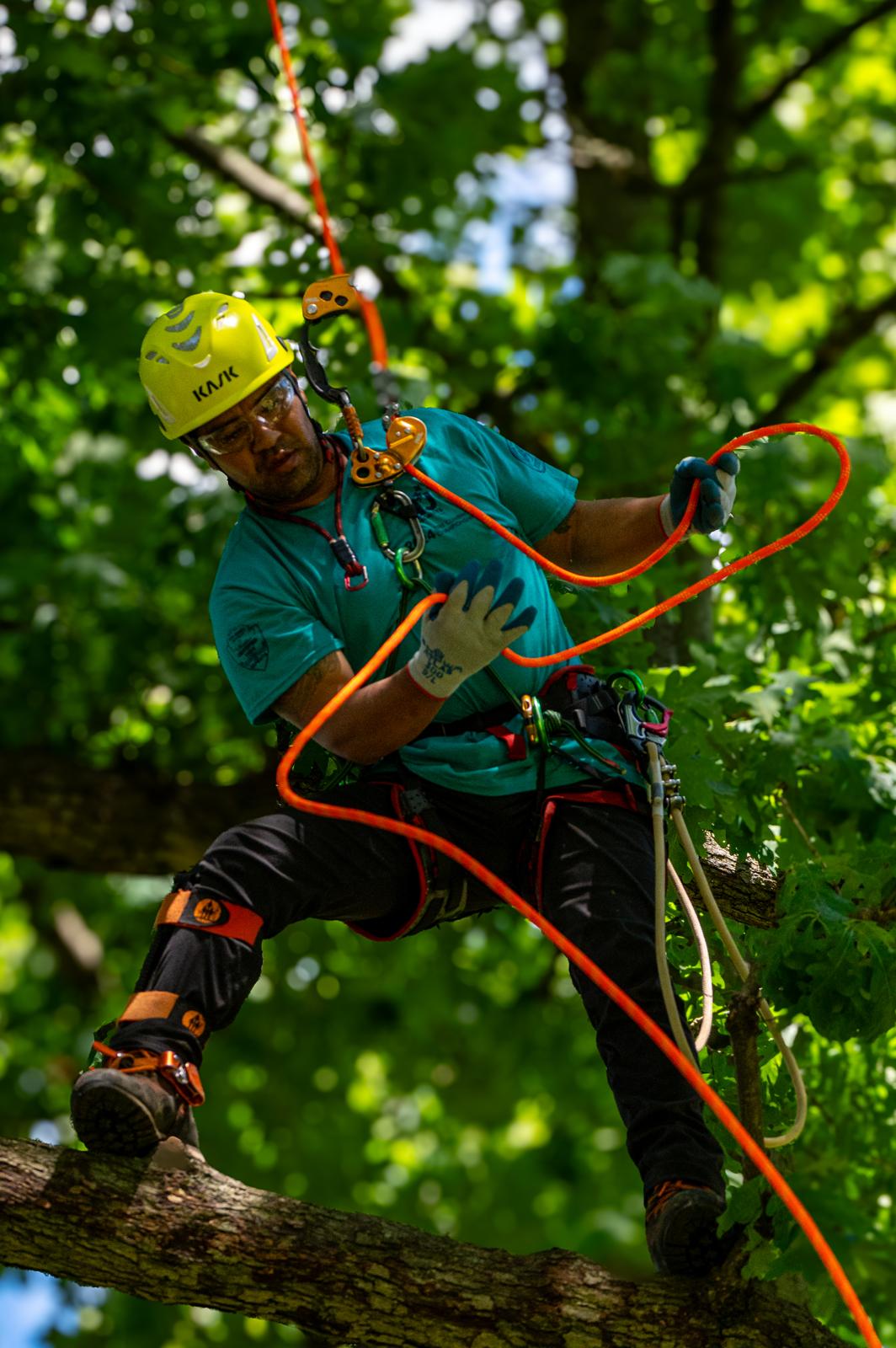 King Tree Service arborist roped high in a North Jersey tree
